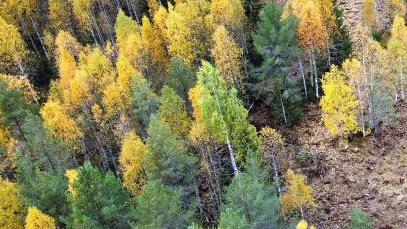 Oma puu lahjaksi, aineeton lahja suomalaisesta metsästä
