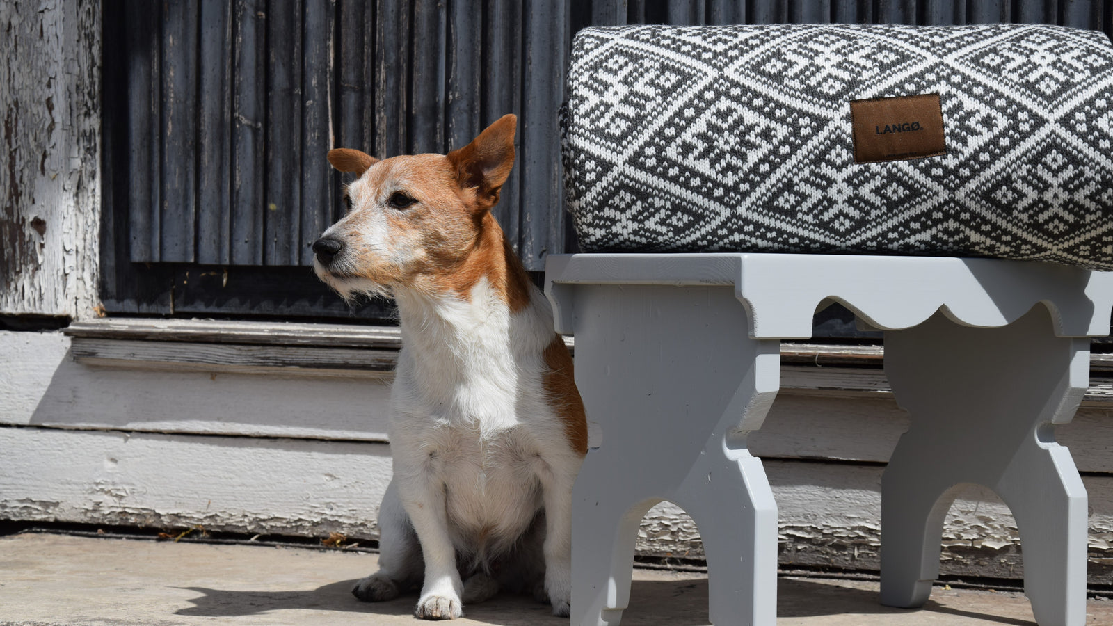 Harmaa Lyyti lypsyjakkara